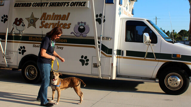 Sheriff's Pet Posse... Cars & Critters