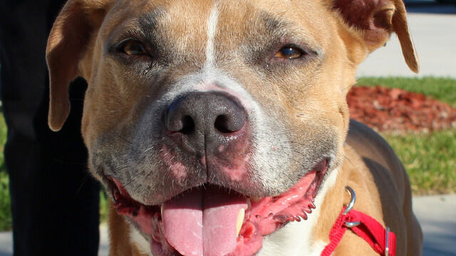 Sheriff's Pet Posse... Cars & Critters