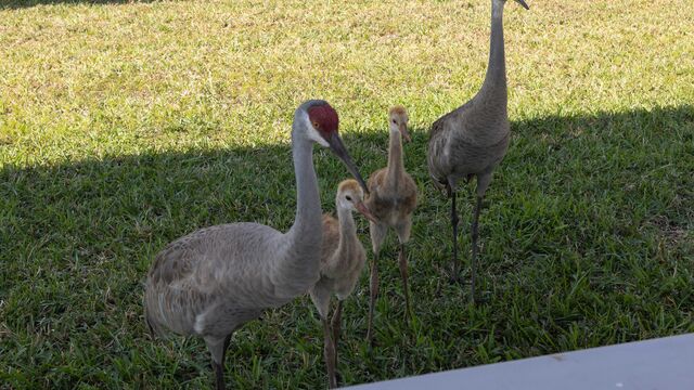 2024 Brevard Alzheimer's ALZ BBQ 