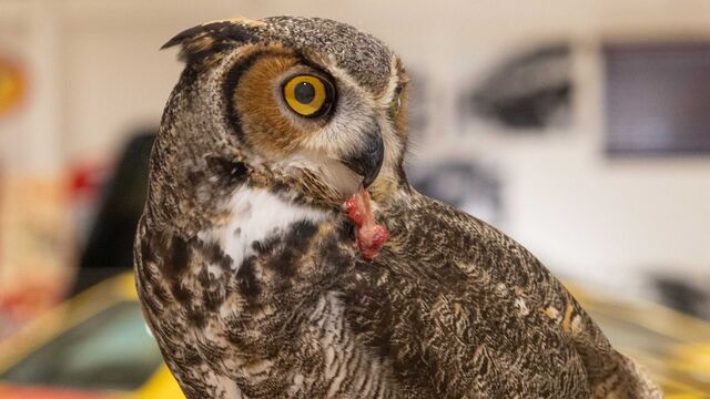 2025 NCRS Winter Regional