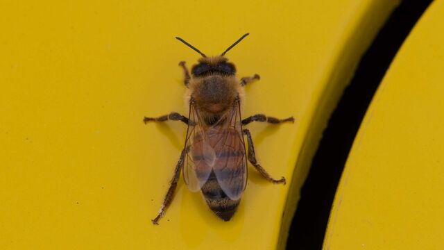 2025 NCRS Winter Regional