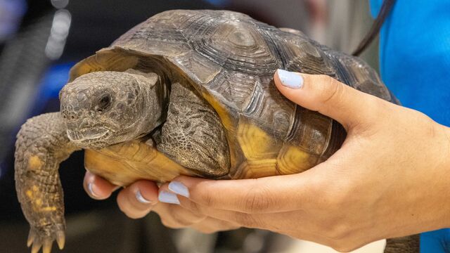 2026 NCRS Winter Regional