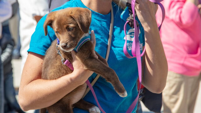 AACA Celebration of Cars 2020