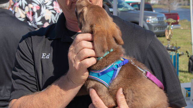 AACA Celebration of Cars 2020