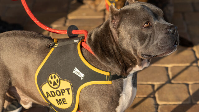 H.A.L.O No Kill Pet Shelter Fundraiser