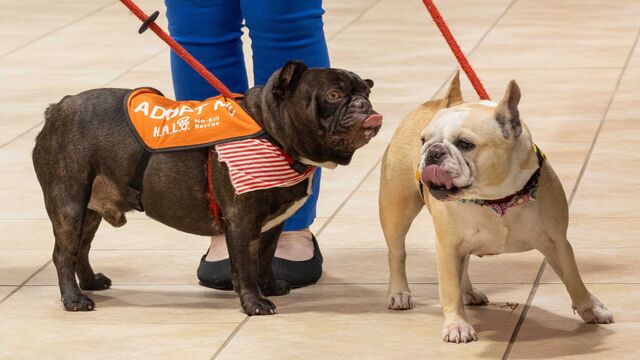 H.A.L.O. No Kill Pet Shelter Fundraiser