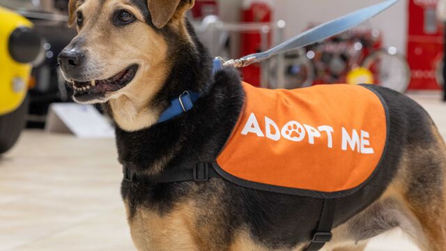 H.A.L.O. No Kill Pet Shelter Fundraiser