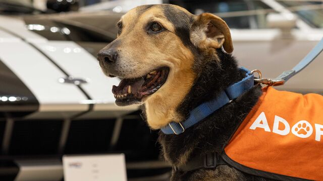 H.A.L.O. No Kill Pet Shelter Fundraiser