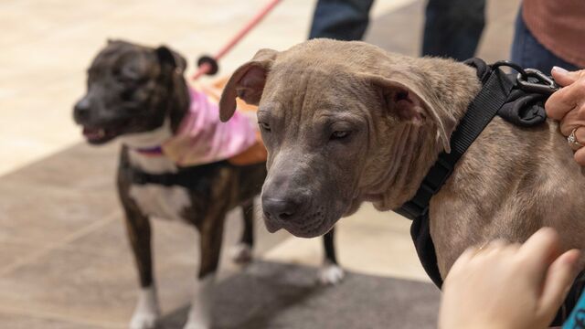 H.A.L.O. No Kill Pet Shelter Fundraiser