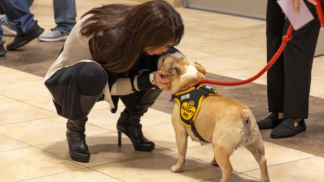 H.A.L.O. No Kill Pet Shelter Fundraiser