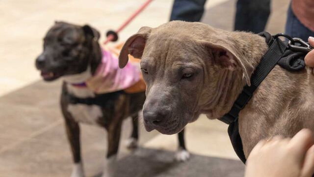 H.A.L.O. No Kill Pet Shelter Fundraiser