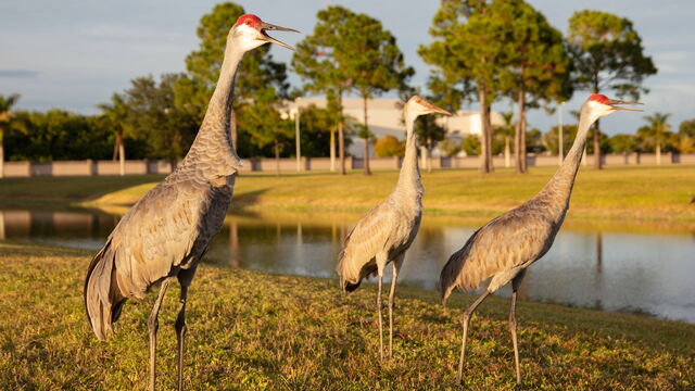 Palm Bay Chamber October Membership Drive